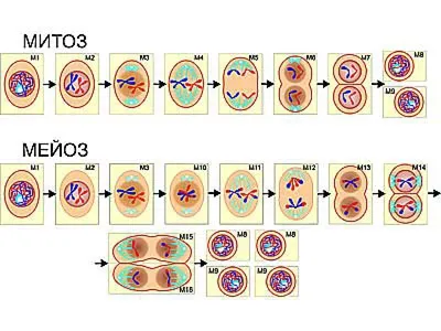 Подготовка по химии и биологии для обучения за рубежом: Митоз и мейоз.  Схемы. (Митоз и мейоз. Схемы: Процесс В - митоз, процесс А - мейоз..)