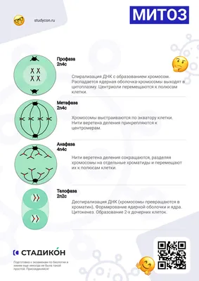 2.1.2. Нормальный кариотип человека в митозе и мейозе [1989 Фогель Ф.,  Мотульски А.Г. - Генетика человека. В 3-х т. Том 1]