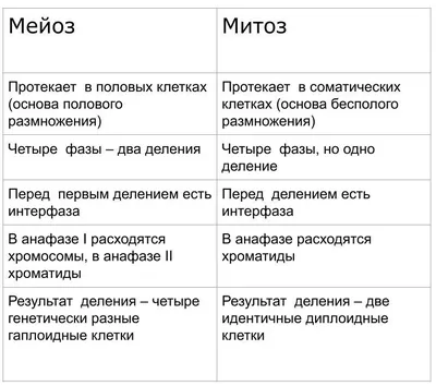 Мейоз и амитоз доклад по биологии | Упражнения и задачи Биология | Docsity