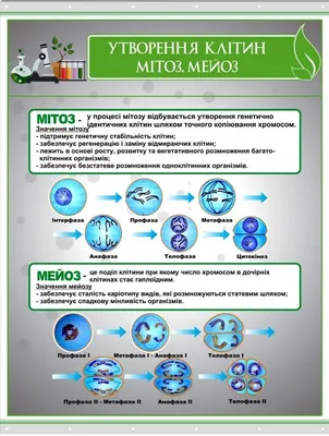 Модель \"Митоз и мейоз клетки\" кабинет биологии Учебное оборудование  Оборудование для кабинета химии Учебное оборудование для кабинета физики  Оборудование для кабинета биологии - ООО Рос-сервис г. Санкт-Петербург