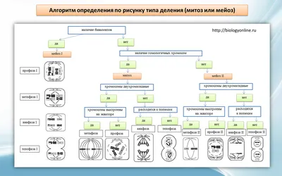 Центр учебных пособий - Модель-аппликация \"Деление клетки. Митоз и мейоз\"