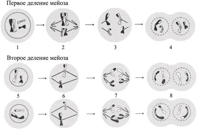 Деление клеток: митоз, мейоз, бинарное деление надвое, амитоз. | СтадикÓн -  онлайн школа | ОГЭ | ЕГЭ | Дзен
