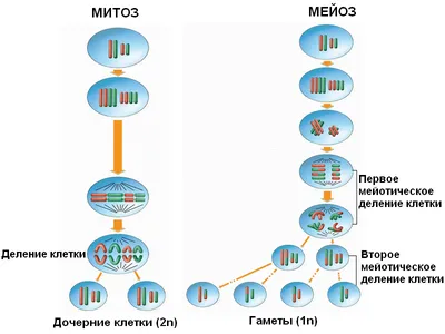 Мейоз картинки фотографии