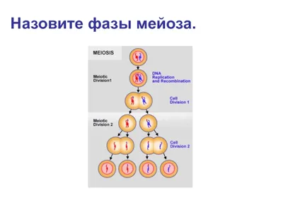 Мейоз Это Деление Клеток — стоковая векторная графика и другие изображения  на тему Мейоз - Мейоз, Развитие, Клетка - часть организма - iStock