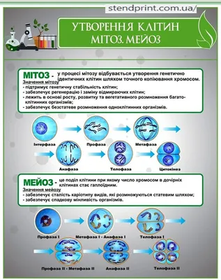 Сравнительная таблица по теме: \"Мейоз и митоз\" | Шпаргалки Биология |  Docsity