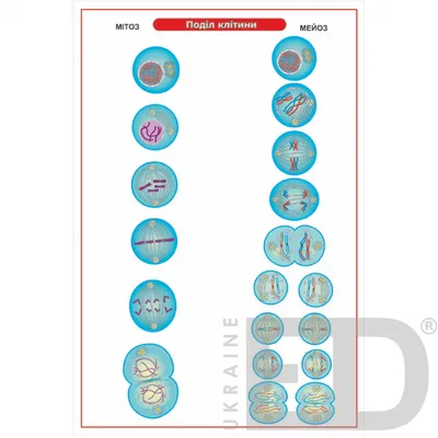 Модель-аппликация Деление клетки. Митоз и мейоз, цена 1 638,00 руб. —  Модели-аппликации по зоологии, анатомии и общей биологии — Каталог товаров  — Торговая компания «Отличник»