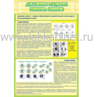 Исследование мейоза сперматозоидов