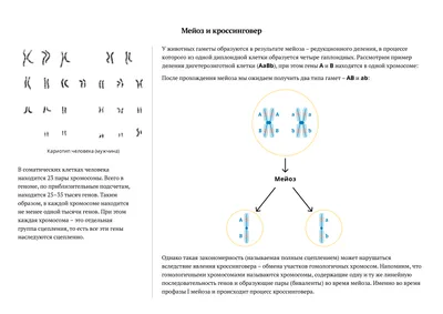 Митоз и мейоз | Genetics, Map, Map screenshot