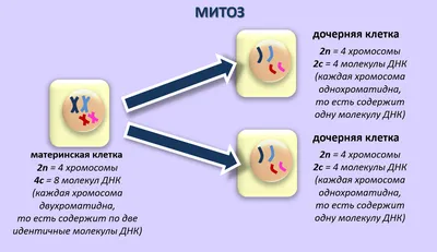 Мейоз , красиво, высокое разрешение, …» — создано в Шедевруме