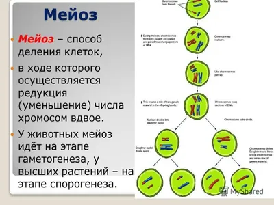 Мейоз - ГИСТОЛОГИЯ