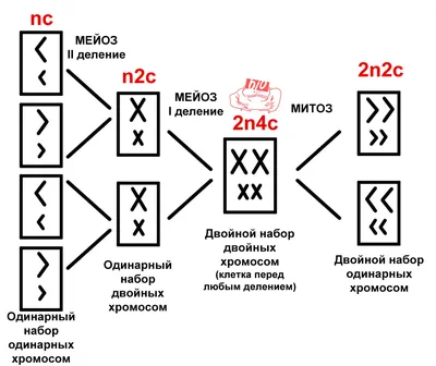 Мейоз и кроссинговер