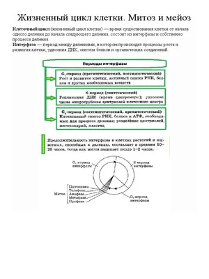 Демонстрационная модель \"Деление клетки: митоз и мейоз\", МОДЕЛИ ОБЪЕМНЫЕ  купить