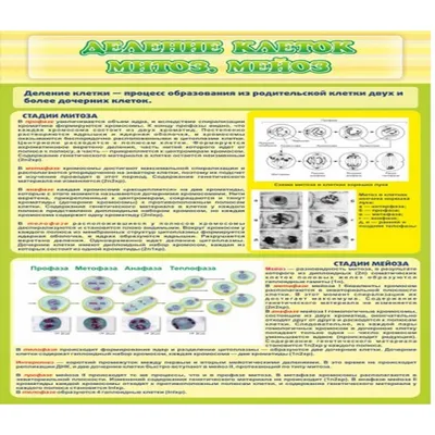 Митоз и Мейоз | Уроки биологии, Биология, Биохимия