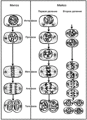 Ответы Mail.ru: мейоз, его этапы, значение помогите плиз