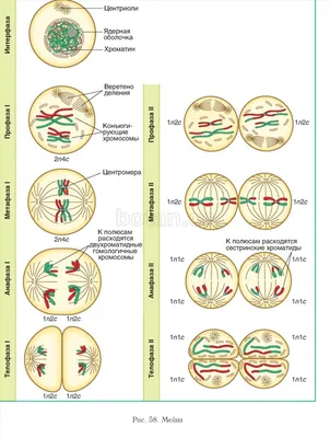 Что такое мейоз? Кратко - Медицина - Наука - Каталог статей - Блог Ильи  Винштейна