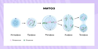 12. ПОЛОВОЕ РАЗМНОЖЕНИЕ. МЕЙОЗ