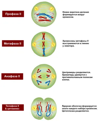 Мейоз | Цитология | Биология