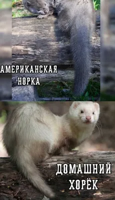 Мехом хорька и ощущала себя иначе» — создано в Шедевруме
