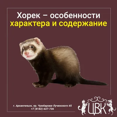 Боевой мех хорька 3D Модель $19 - .max .fbx .unknown - Free3D
