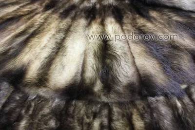 Хорек Ласка норка Усы Мех, хорька, животные, хищник, фауна png | PNGWing