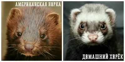 Женская шуба короткая из натурального меха хорька натурального окраса L  размер (ID#38232182), цена: 10000 ₴, купить на Prom.ua