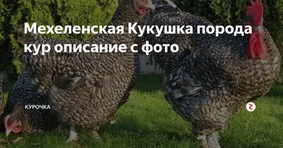 Курица Мехеленская Кукушка Фото – Telegraph