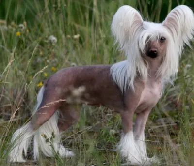 Китайская хохлатая собака (Chinese Crested Dog) - порода веселая, игривая и  нежная. Фото, описание и отзывы о собаке.