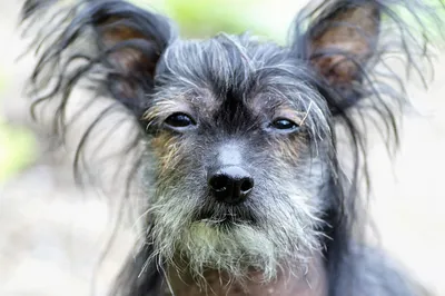 Китайская хохлатая собака - \"самая уродливая собака в мире