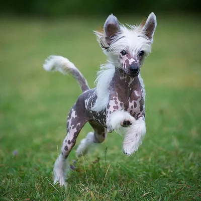 Китайская хохлатая собака (Chinese Crested Dog) - порода веселая, игривая и  нежная. Фото, описание и отзывы о собаке.