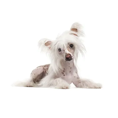 Китайская хохлатая собака (Chinese Crested Dog) - порода веселая, игривая и  нежная. Фото, описание и отзывы о собаке.