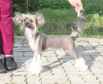 Animals - Китайская хохлатая собака, 3DANL_5165 | 3D модель для ЧПУ станка