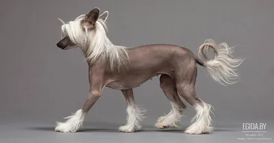 Китайская хохлатая собака (Chinese Crested Dog) - порода веселая, игривая и  нежная. Фото, описание и отзывы о собаке.