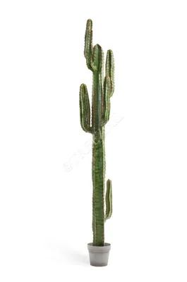 Мексиканский кактус фото