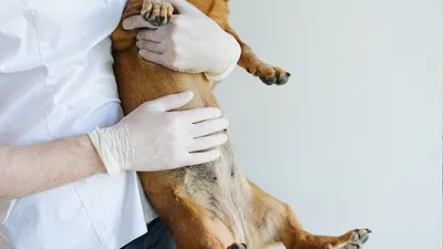 Опухоль молочной железы у собаки - Ветеринар Карлсруэ - Центр мелких  животных Арндт