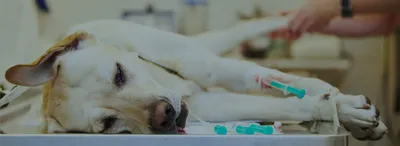 Лучевая терапия для лечения меланомы ротовой полости у собаки - YouTube