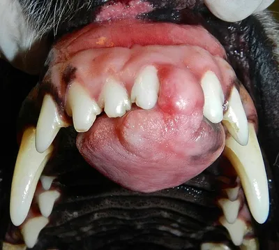 Рак носа у собак|Эстезионейробластома у собак