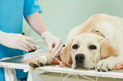Сравнительная характеристика методов лечения меланомы у собак