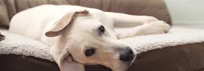Лучевая терапия для лечения меланомы ротовой полости у собаки - YouTube