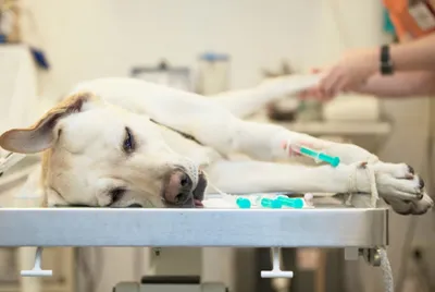 Чем опасна венерическая саркома у собак и методы ее лечения