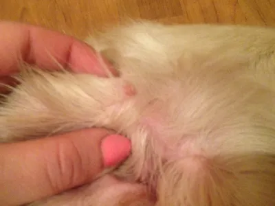 Опухоли в ротовой полости у собак и кошек: лечение | Ветеринарная клиника  ГВЛДЦ №1