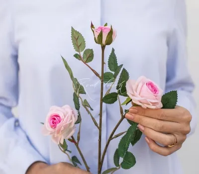 Мелкая кустовая роза фото фотографии