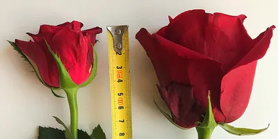 Вайнер и молд Кустовая роза. Набор лепестков ⋆ MakeFlowers:  интернет-магазин молдов, фоамирана и глины для создания цветов