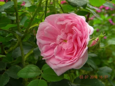 Букет из гиперикума, роз и эустом - купить в Москве по цене 4890 р - Magic  Flower