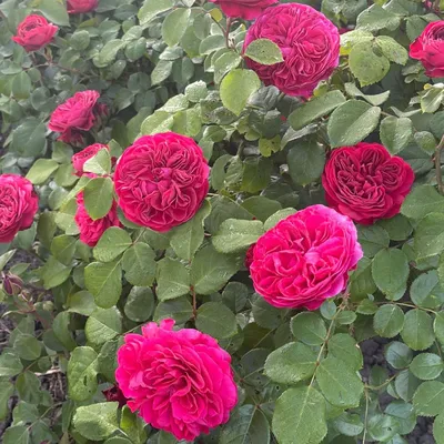 ЦВЕТЫ▫️ДОСТАВКА▫️БРЕСТ on Instagram: \"Мелкая кустовая роза - нежность в  мелочах🌸💞 . . . #цветыбрестдоставка #цветыбрест #букетыбрест\"