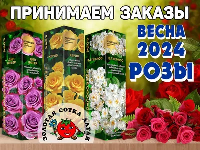 Ульмер Мюнстер (кустовая, парковая), роза Кордес, Германия (ID#172262500),  цена: 59 руб., купить на Deal.by