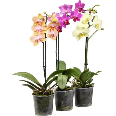 Мелкая орхидея фото фотографии
