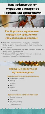 Квартиры красноярцев занимают... муравьи! - KP.RU