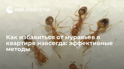 Муравьи в квартире: какие бывают домашние муравьи, рассказывают специалисты  компании «КлопХлоп»!