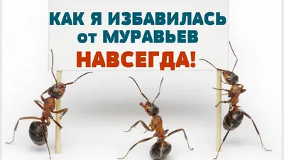 Как избавиться от мелких муравьев?