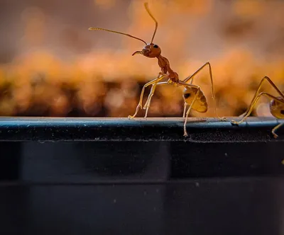 Муравьи Фараоны - Monomorium pharaonis